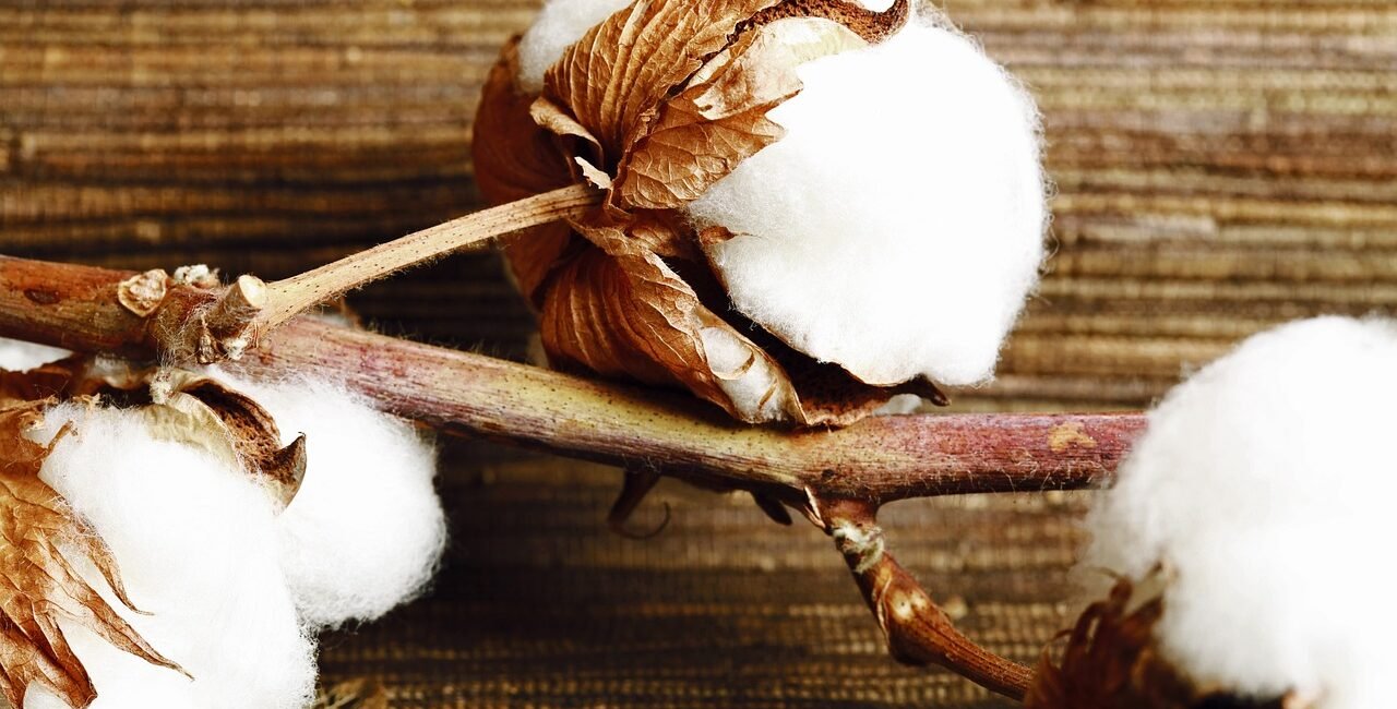 cottonplant